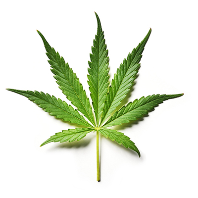 cannabis leaf