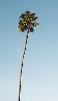 Coconut tree