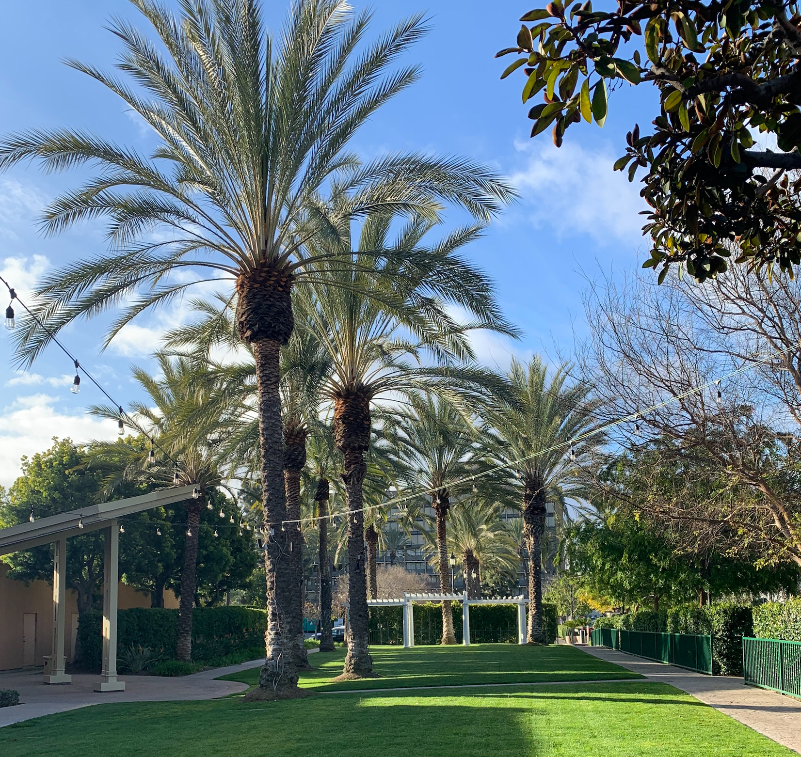 Photograph of the event grounds - beautiful palm trees!