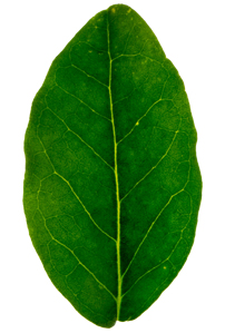 A green leaf, isolated