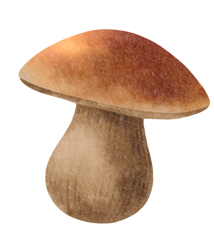 Illustration of a brown mushroom