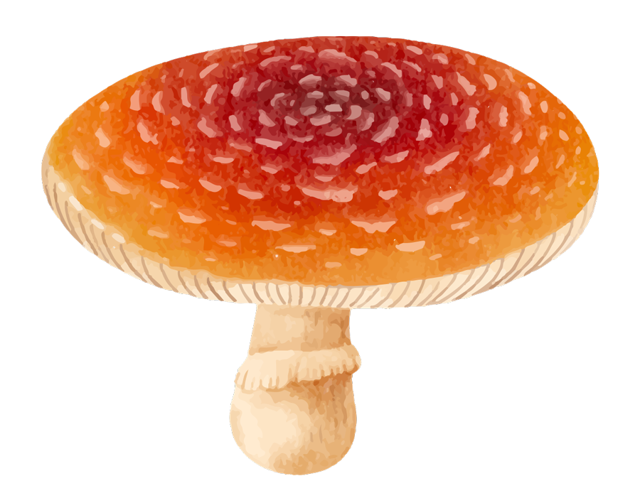 Illustration of an orange mushroom